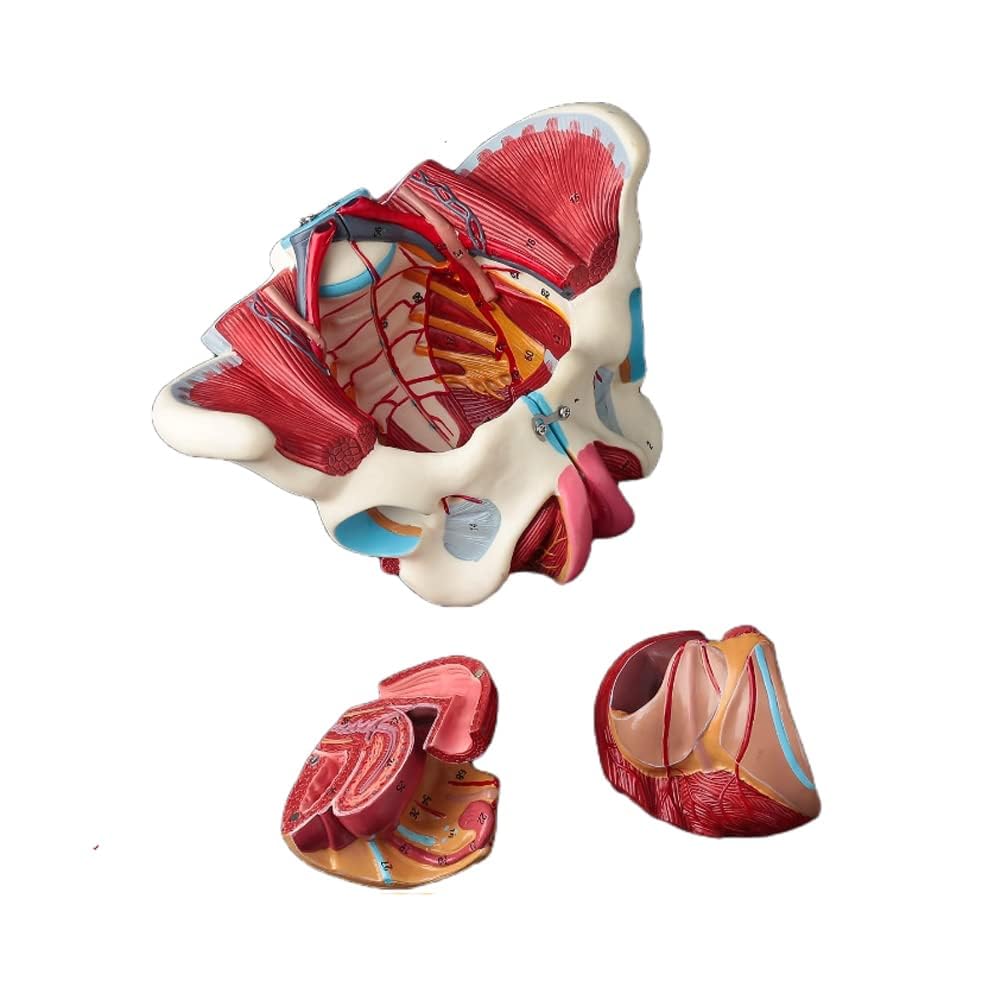Amazon.co.jp: Ynaioang 女性骨盤モデル骨盤底筋ベルト生殖器血管神経